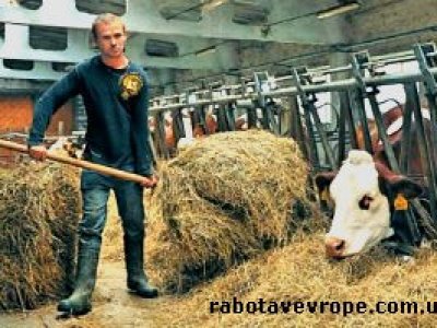 Работа в Чехии на ферме