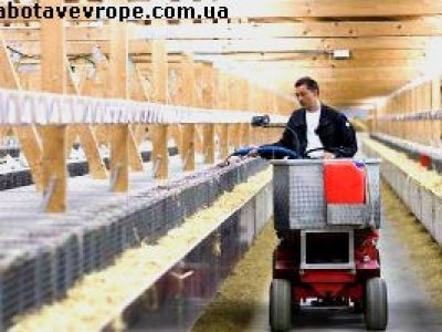 Работа в Финляндии на ферме