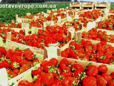 Работа в Финляндии сбор урожая