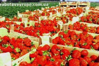 Работа в Финляндии сбор урожая
