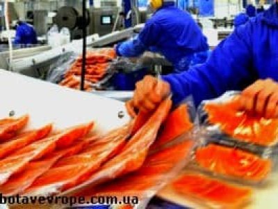 Работа в Норвегии на рыбном заводе
