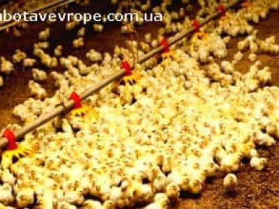 Работа в Польше птицефабрика
