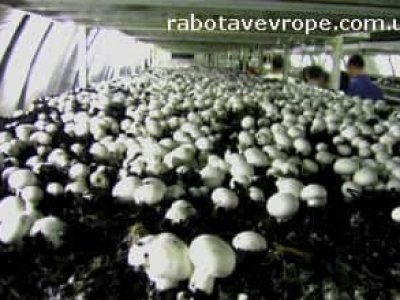 Работа в Польше сбор шампиньонов