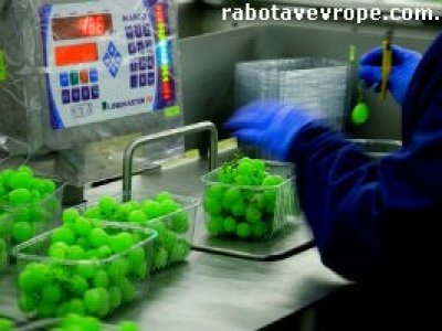 Работа в Польше на сортировке овощей