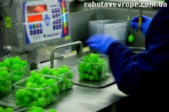Работа в Польше на сортировке овощей