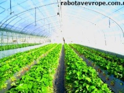 Работа в Финляндии на теплицы