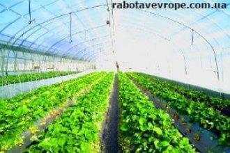 Работа в Финляндии на теплицы