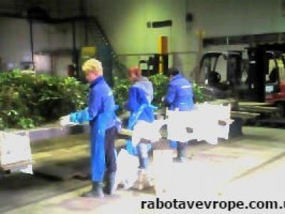 Работа в Польше на сортировке саженцев