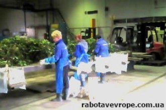 Работа в Польше на сортировке саженцев