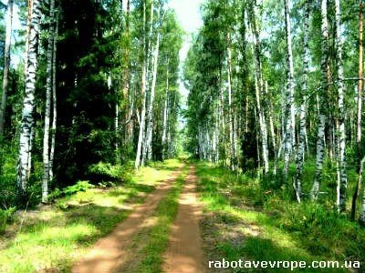Робота у Франції з деревами