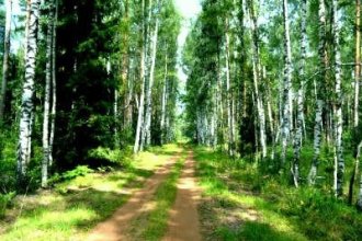 Робота у Франції з деревами