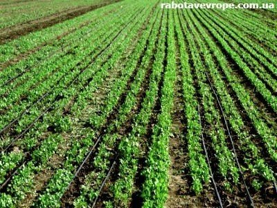 Робота в Німеччині на полі