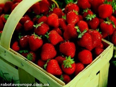 Робота в Німеччині на збиранні полуниці