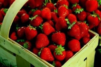 Робота в Німеччині на збиранні полуниці