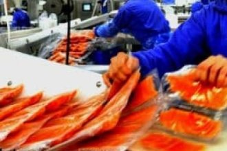 Робота в Норвегії на рибному виробництві