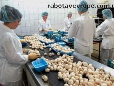Робота в Польщі збір грибів