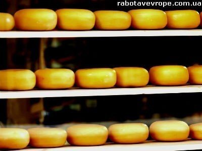 Робота в Польші на виробництві сиру