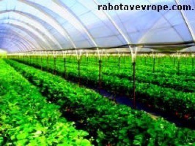 Работа в Чехии на теплицах