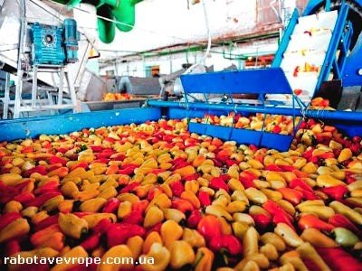 Работа в Голландии на сборе овощей