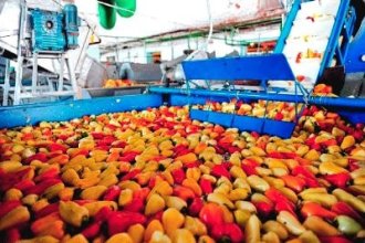 Работа в Голландии на сборе овощей
