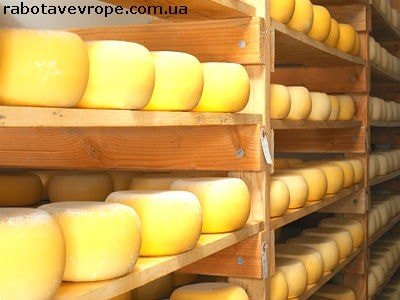 Работа в Словакии на производстве сыра