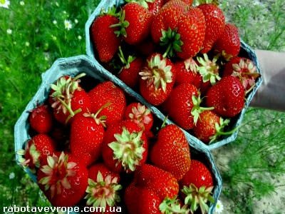 Работа в Швеции на сборе клубники