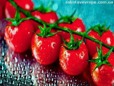 Работа в Польше на сборе помидоров