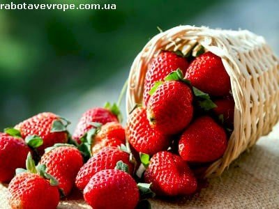 Работа во Франции сбор клубники