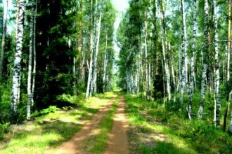 Работа во Франции в лесу