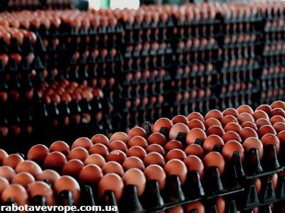 Работа в Словакии на птицеферме