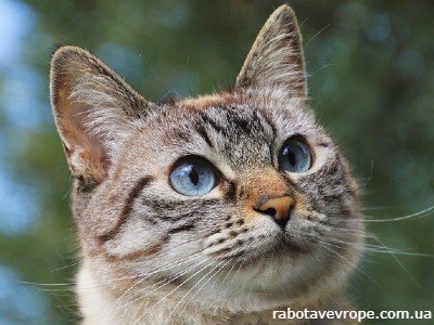 Работа в Германии на уходе за животными
