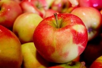 Работа в Голландии на сборе яблок