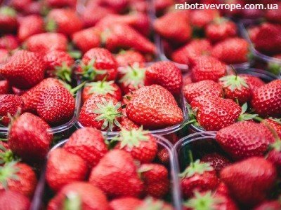 Работа в Бельгии на сборе клубники