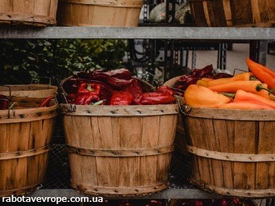 Работа в Бельгии на выращивании паприки