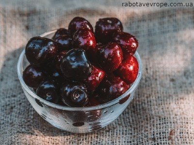 Работа в Бельгии на сборе вишни