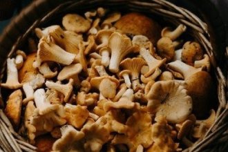 Робота в Бельгії на грибній фермі