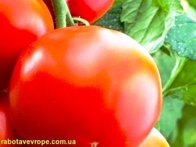 Робота в Бельгії на теплицях з помідорами