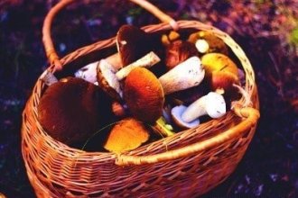 Робота в Голландії на збиранні грибів