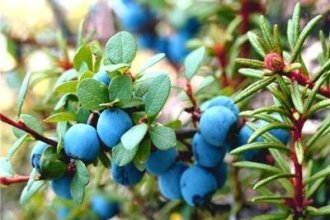 Робота в Польщі на збиранні ягід