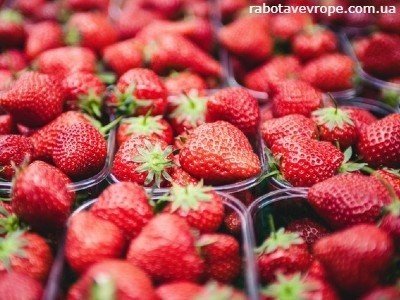 Робота в Бельгії на збиранні полуниці