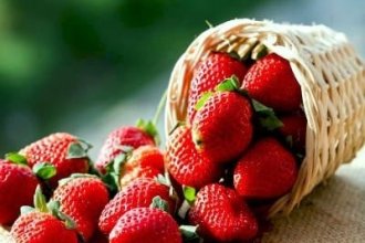 Робота у Франції на збиранні полуниці
