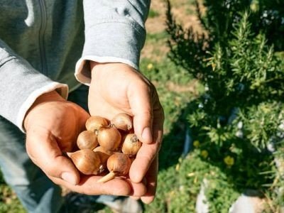 Робота в Нідерландах на сортуванні цибулин