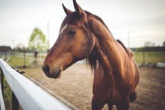 Робота в Німеччині на догляді за кіньми